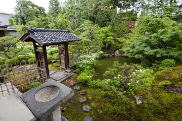 Naklejka premium 半夏生の色付く建仁寺塔頭両足院の庭