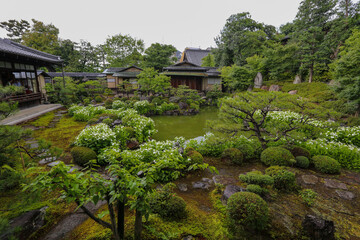 半夏生の色付く建仁寺塔頭両足院の庭