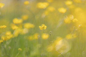 An atmospheric photograph of pretty buttercup flowers in springtime