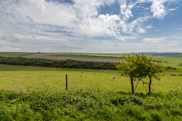 Farmland in the South Downs on a sunny spring day