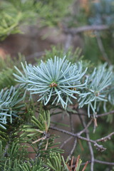 close up of a pine tree branch