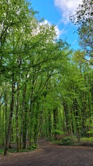 Fototapeta premium A walk in the forest