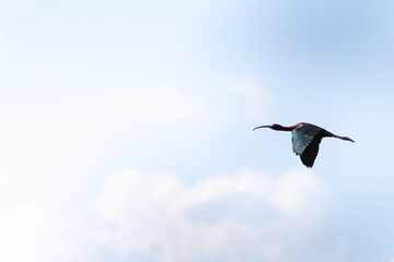 Ibis (Plegadis falcinellus) morito común volando por el cielo