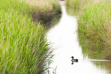 Paisaje de humedal con un río y un pato en el agua. Delta del Ebro, España. 