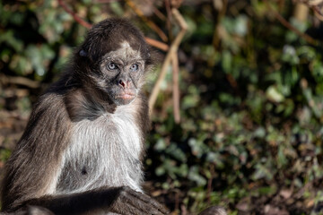 monkey face