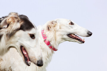 Portrait of two dogs of the Russian greyhound breed, white and black and white, on a blue sky background. Incredibles are beautiful and elegant.