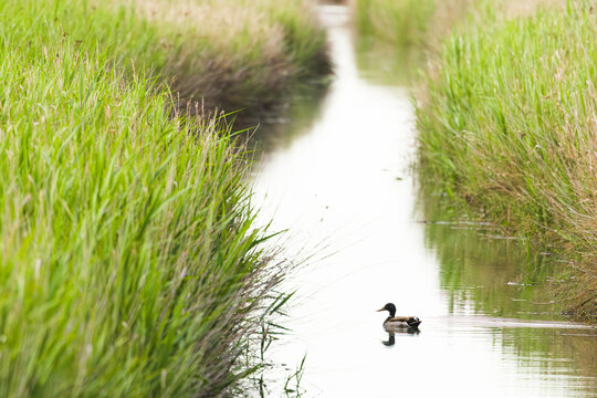 Paisaje de humedal con un r&iacute;o y un pato en el agua. Delta del Ebro, Espa&ntilde;a. 