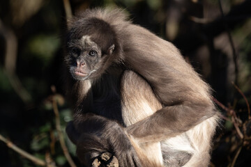 monkey face