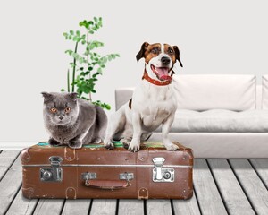 Travel concept with dog and cat on suitcase.