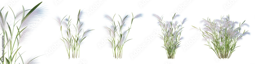 Leinwandbilder set of hordeum jubatum - squirrel tail grass isolated on transparent background with selective focus