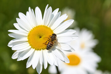Fototapeta premium Bee Pollinating a Daisy Flower