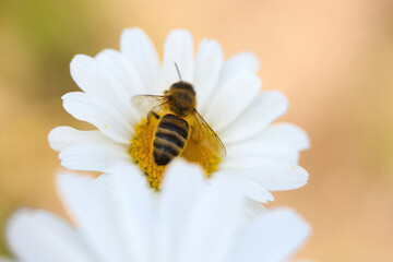 Bee with pollen on a white daisy against a soft background.