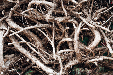 The roots of a fallen trees, thujas. Junipers are coniferous trees and shrubs in the genus...