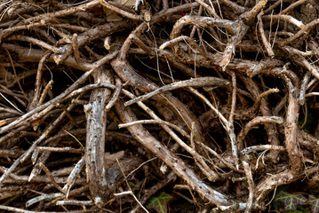 The roots of a fallen trees, thujas.