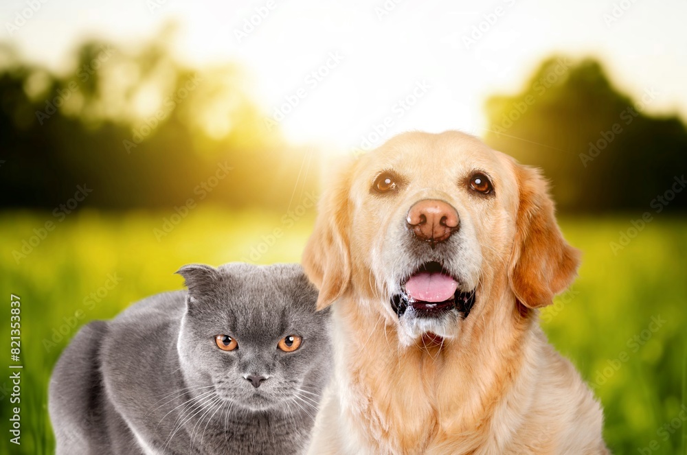 Canvas Prints Cat and dog together sitting on meadow.