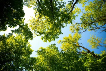 sun shining through trees