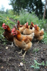 Fototapeta premium A group of chickens are standing in a field