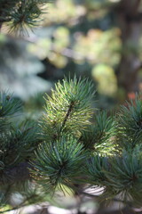close up of a pine tree branch