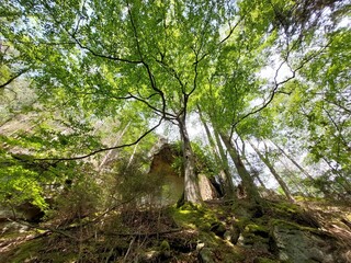 Baum am Hang