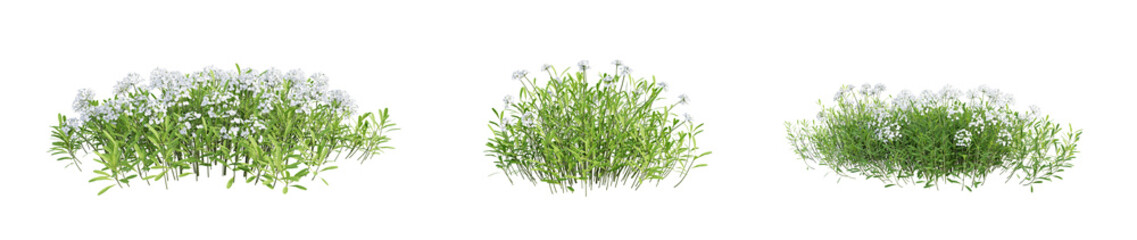 Iberis Sempervirens - candytuft plant isolated on transparent background. 3D render.