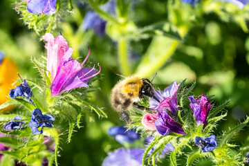 Bee feeding on a flower