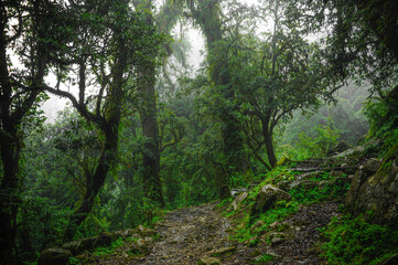 Tropical rainforest with trees and moss