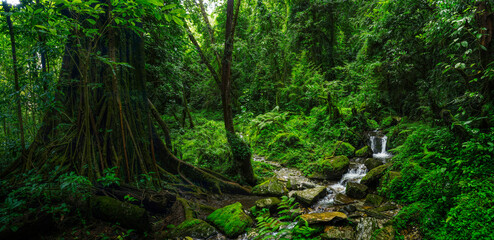 Tropical rainforest with trees and moss