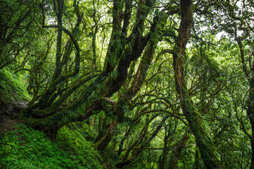Tropical rainforest with trees and moss