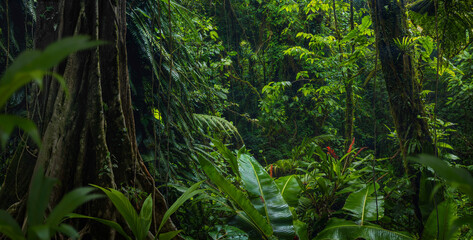 Tropical rainforest with trees and moss