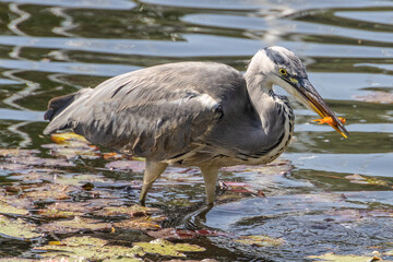 Grey Herron in a pond feeding on a goldfish