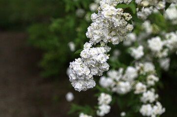 White flower of Spiraea cantoniensis in the garden