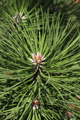 close up of pine needles