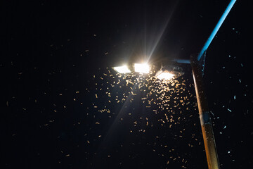 Midges Fly into Light, Clouds of Insects Swirl Around Lantern at Night, Summer Insects, Trap Concept