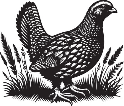 black and white quail in grass clip art preview