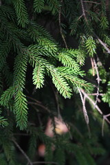 close up of pine needles
