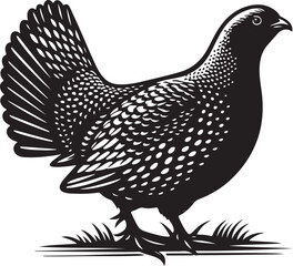 grouse vector illustration