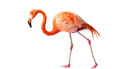 Obraz premium Flamingo walking, closeup