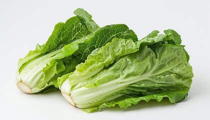 A fresh head of lettuce, crisp and green, ready to be used in a salad or sandwich.