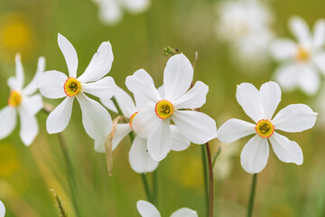 Obraz premium Daffodil isolated alone on green background