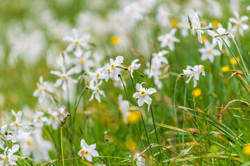 This captivating photograph features a close-up view of delicate narcissus blooms, highlighting their intricate details and vibrant colors