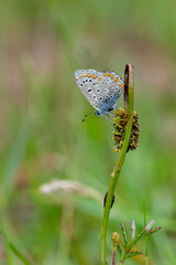 Lycaenidae / Çokgözlü Mavi / Common Blue / Polyommatus icarus	

