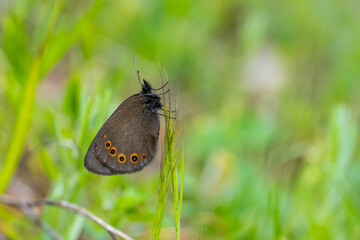 Orman Güzelesmeri » Erebia medusa » Woodland Ringlet