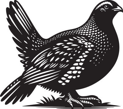 black and white quail standing on grass clip art preview