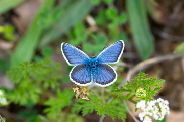 Lycaenidae / Çokgözlü Mavi / Common Blue / Polyommatus icarus	

