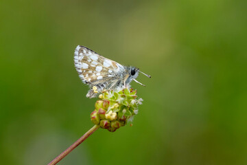 Hesperiidae / İspanyol Zıpzıpı / Oberthür’s Grizzled Skipper / Pyrgus armoricanus