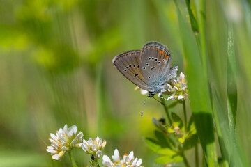 Çokgözlü Güzel Mavi » Polyommatus bellis » Greek Mazarine Blue