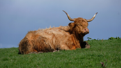 Scenic view of a highland cow with big horns laying in green grass field in farmland landscape