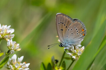 Çokgözlü Güzel Mavi » Polyommatus bellis » Greek Mazarine Blue © Yasin