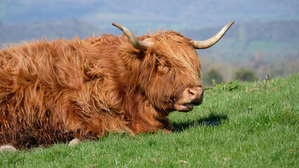 Close up of a large Scottish highland cow with big horns and long hair with tongue sticking out 