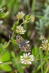  Ebegümeci Zıpzıpı » Pyrgus malvae » Grizzled Skipper